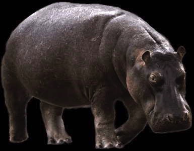 archeopotamus.jpg